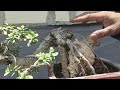 CEK BAHAN BONSAI SANTIGI 200 RIBUAN DI BPK SALIM. 0813-3538-4351