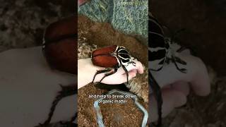 Goliath Beetle - The World's Largest Beetle.