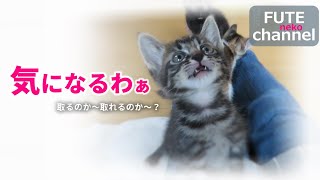 【生後38～39日目】気になるわぁ…取れるのかなぁ…あの名台詞を言いたいのです。【保護子猫】