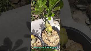 unique adenium