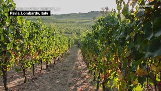 Italian Wine Makers Face Borrowing Cost Hangover