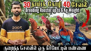 30 தாய்க் கோழிகள் 40 பட்டா சேவல்கள் கொண்ட கிரியேடிவ் கோழிப் பண்ணை| Country Poultry Farm  #farming