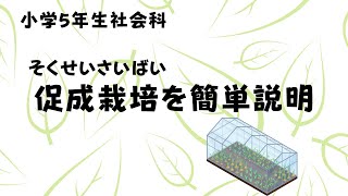 促成栽培を簡単説明【小学5年生で習う促成栽培を分かりやすく説明します】小学5年生社会科。促成栽培で有名な県、野菜