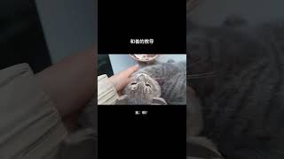 小猫想吃鼠鼠蛋糕有什么错？#猫咪 #猫语