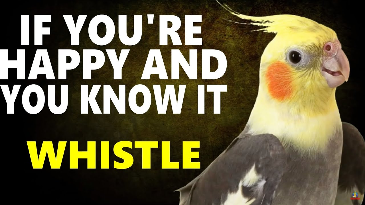 If You Re Happy And You Know It Whistle Cockatiel Singing Bird