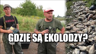 DZIERŻNO DUŻE. TONY RYB NA BRZEGU. WYMARŁY W CIĄGU JEDNEJ DOBY #ekologia #ryby