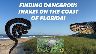 Finding DANGEROUS Snakes on the Coast of Florida! Herping in Florida!