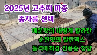 2025년 고추씨 파종 종자 선택 했습니다. 매운맛의 내병계 \