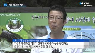 오대산에 구렁이 방사…멸종위기종 증식 / YTN 사이언스