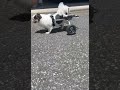 犬用車いすに乗る4歳のチワワ