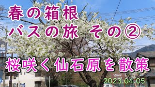 【春の箱根 バスの旅】その②　仙石原公民館～すすき通り～湿原通り散策と食事処「西丸」(令和5年04月05日)