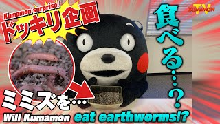 くまモンTV #112 くまモン、驚愕！！ADがまさか、ミミズを食べた！？ ( Kumamon TV #112)