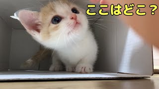 【子猫時代】我が家に来た日♡