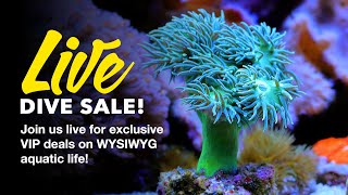 LiveAquaria® Live Dive Sale – 02/10/2025