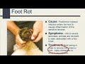 foot rot term foot rot signs prevention and treatment of foot rot