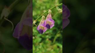 Garden view 54 #shorts #garden #flowers #flower #insects #macrophotography #naturelovers #nature