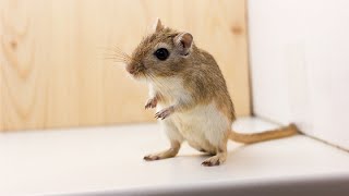 Richard Gere And The Gerbil
