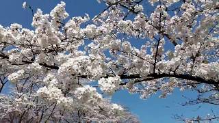 桜を見る・飯盛霊園