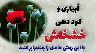 روش آبیاری و کود دهی خشخاش | اگر با این روش کود بدی و آبیاری کنی حاصل چند چندبرابر می‌گیری