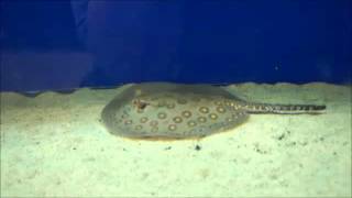 (6790MS) Motoro Stingrays at Prestwood Petzone