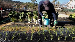 ❄️시골집 뒷마당 늦가을 시골 일상, 겨울 대파 심기, 산골 생활 브이로그 | slowlife