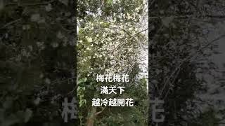 賞梅季，歡迎來南投賞梅喔！