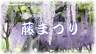 2018亀戸天神社の藤まつり(東京都江東区)Wisteria Festival at Kameido Tenjin Shrine［４K］