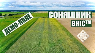 Як почувають себе 10 гібридів соняшнику на піщаному грунті.