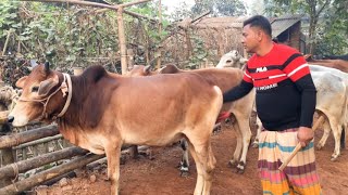 রেজোয়ান এগ্রোর খামার উপযোগী সস্তা দামের ৭টি ষাঁড় গরুর প্যকেজ।। দাম দেখে নিন।।