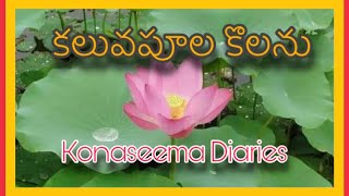 కలువ పూల కొలను ||The Beautyful Lotus pond ||Godavari ||Konaseema