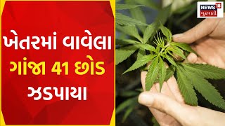 Arvalli News: મોડાસાના એક ગામમાં ગાંજાનું વાવેતર ઝડપાયું | Cannabis | Farm | Police | Gujarati News