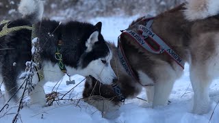 Їздовий спорт з хаскі | Riding sport with Husky