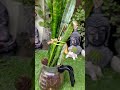 beautiful indoor plant snake plant indoor plants provides oxygen for 24 hours