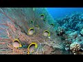 Butterflyfish in the Red Sea. Ras Mohammed national park