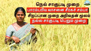 🔴சிறப்பான முறை வாசனை சீரகச் சம்பா நெல் சாகுபடி முறை 🔴Seeraga Samba Rice Cultivation🔴Dr.விவசாயம்