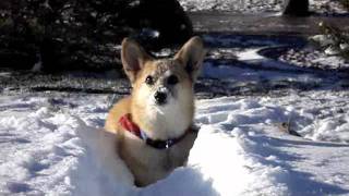 Biscuit  Willy the Corgi