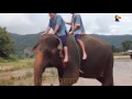 Elephant Is Finally Free After Years Of Giving Rides