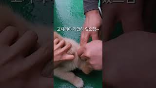 #shorts#유기견 고사리꺾으러 갔다  강쥐를 주웠다(5편)