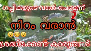 ഗപ്പികളുടെ വാൽ പെട്ടെന്ന് നിറം വരാൻ ശ്രദ്ധിക്കേണ്ട കാര്യങ്ങൾ