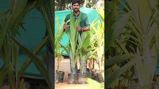 Malaysian Coconut Plants | Kobbari Mokkalu | Best Coconut Plants In Telugu | Kadiyam Abbai