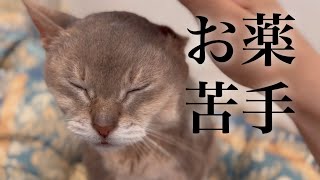 猫の慢性腎臓病（腎不全）と通院