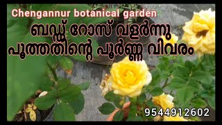 വലിയ പൂക്കൾ റോസിൽ ഉണ്ടാകുവാനൊരു സൂത്രം|TRICKS TO MAKE THE ROSES IN YOUR ROSE BUSH BIG AND HEALTHY