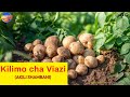 Kilimo cha Viazi/Irish Potato Farming in Kenya || AKILI SHAMBANI