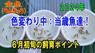 #らんちゅう（#金魚）ブリーダーの飼育記録No.254：色変わり中：当歳魚達！６月初旬の飼育ポイント！