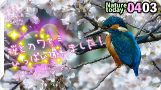 0403【カワセミと恩田川の桜満開】カモにセキレイ、ツグミ。鶴見川水系でコンデジ野鳥撮影　#身近な生き物語　#カワセミ #桜