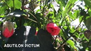 Abutilon pictum. Garden Center online Costa Brava - Girona.