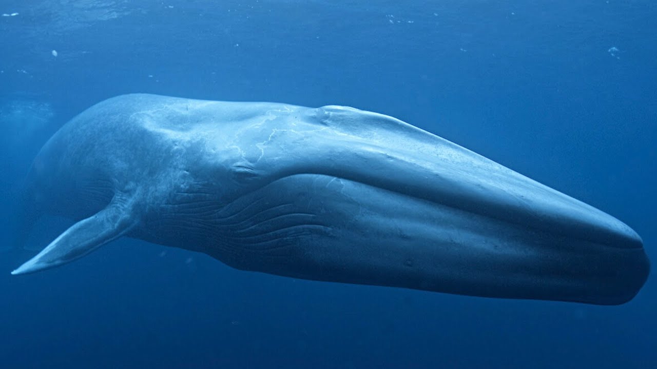 Blue Whale - The Largest Animal In The World / Documentary (English/HD ...