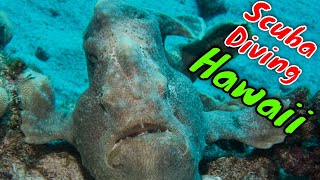 Scuba Diving Hawaii in the Fall  | Kona Honu Divers