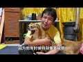 2021 9 8 stray dogs rescue wuhan china 在家给狗狗洗澡的第五天，今天洗的是徒步西藏路上带回来的三只狗狗。