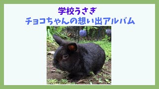 チョコちゃんの想い出アルバム